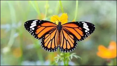 A quoi associe-t-on le papillon pour signifier la beauté ?