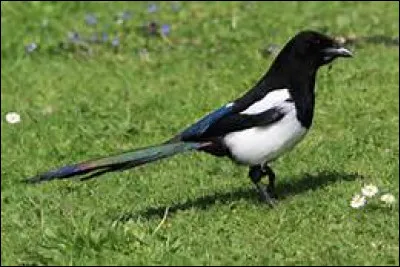 Qu'est sensée apporter la pie ?