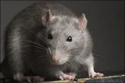 Quel rapport le rat entretiendrait-il avec Dieu selon les légendes locales ?