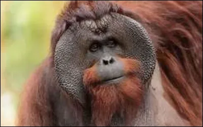 Quel fruit le singe tient-il souvent dans sa patte gauche dans les représentations chinoises ?