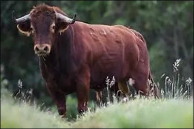 Quelle année est placée sous le signe du taureau ?