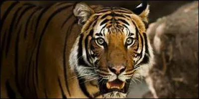 De quoi le tigre est-il le symbole ?