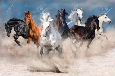 Ta robe de cheval pr&eacute;f&eacute;r&eacute;e est :