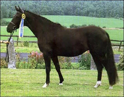 Quelle est, environ, la bonne distance pour présenter un cheval en main ?