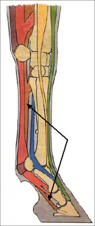 Quel tendon est désigné par les flèches ?