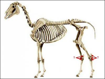 Quelle partie est indiquée par les flèches ?