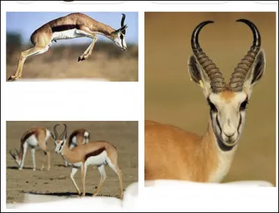 Parmi les animaux suivants, lequel peut se déplacer le plus rapidement ? après le guépard bien sûr