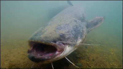 Est-ce un silure ?
