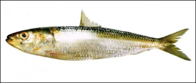 Est-ce une sardine ?