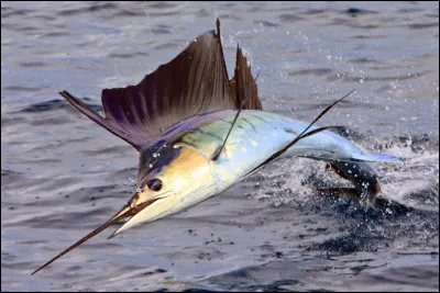 Est-ce un estragon ?