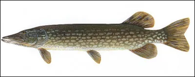 Est-ce un bréchet ?