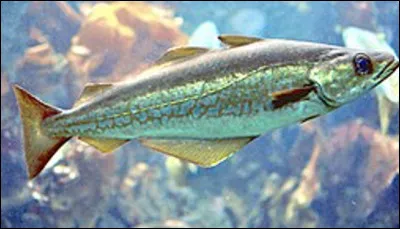 Est-ce un lieu jaune ?