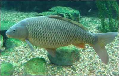 Est-ce une carpette ?