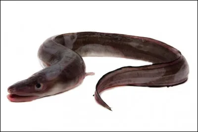 Est-ce une anguille ?