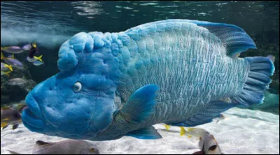 Est-ce un napoléon ?