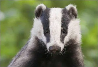 Ensuite, enchaînons sur leur animal. Le blaireau ! Déjà il faut avouer qu'il est trop craquant ! Puis surtout...