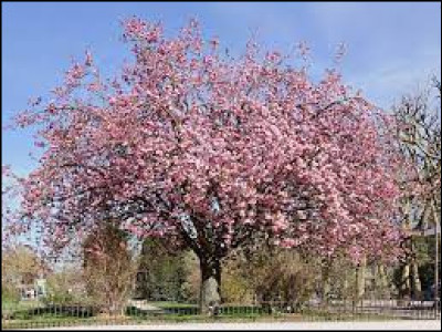 Quel est le nom de cet arbre qui fleurit durant le printemps ?