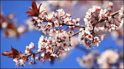 Quel chanteur français a sorti la chanson "Printemps Éternel" en 2020 ?