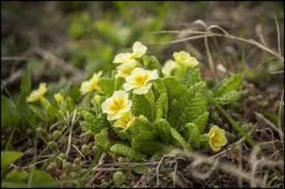 Comment se nomme cette fleur qui est l'une des premières à fleurir au printemps ?