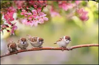 Durant quel mois du printemps passe-t-on à l'heure d'été ?
