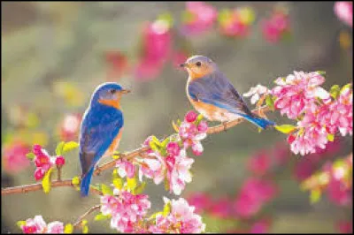 Dans quel département se déroule le Printemps de Bourges ?