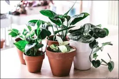 D'apr&egrave;s une c&eacute;l&egrave;bre expression, quelle partie du corps est verte lorsqu'on s'occupe tr&egrave;s bien des plantes ?