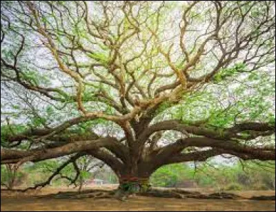 Qu'est-ce que c'est ?