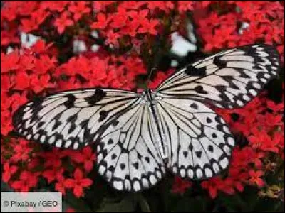 Qu'est-ce que c'est ?