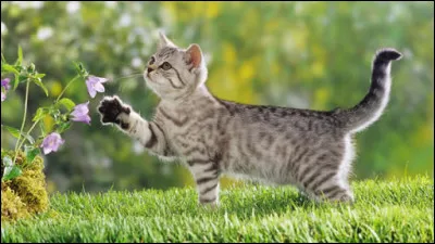 Si tu avais des chatons... pourquoi ?