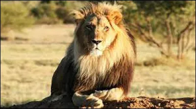 Quelle est l'esp&eacute;rance de vie d'un lion ?