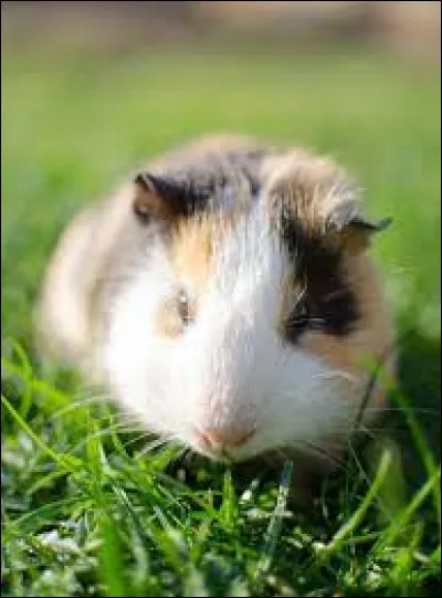 Quelle est la maladie la plus courante chez le cochon d'Inde ?