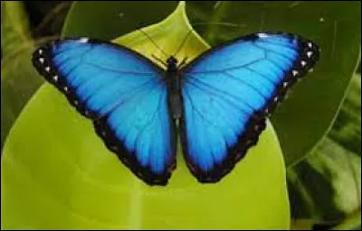 Quelle est la taille d'un papillon Monarque ?