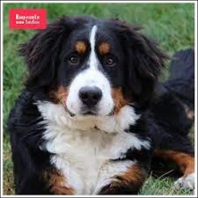 Combien p&egrave;se le bouvier bernois ?