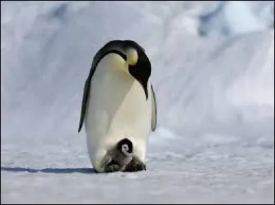 Quelle est la longueur du bec du manchot ?