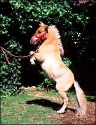 Le falabella mesure gnralement ...