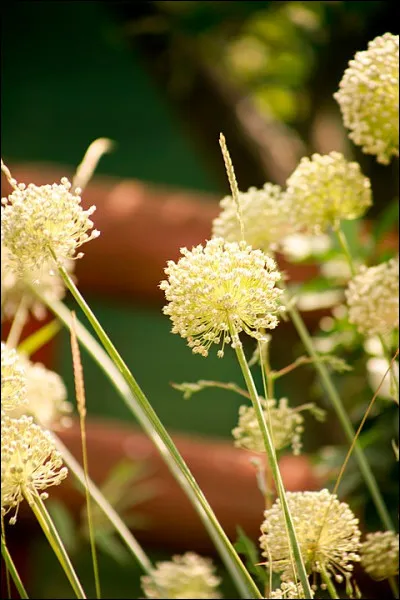 Qu'arrive-t-il à cette plante lorsqu'on la stresse ?