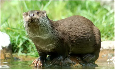 Quel est ce mammif&egrave;re piscivore avec de courtes pattes et des doigts griffus et palm&eacute;s, vivant en milieu aquatique ?