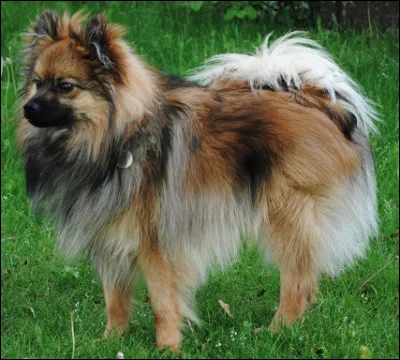 Quel est cette race de chien miniature affectueux et bon chien de garde malgr&eacute; sa petite taille ?