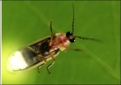 Quel est ce col&eacute;opt&egrave;re, un insecte qui produit de la lumi&egrave;re ?