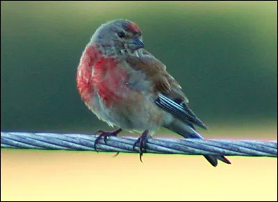 Quel est ce petit passereau granivore au plumage gris ornement&eacute; de rouge carmin ?