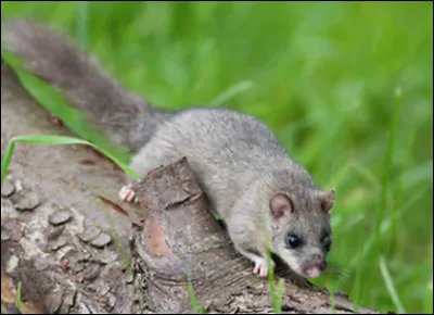 Quel est ce rongeur nocturne qui adore squatter les combles, les greniers et les faux-plafonds ?