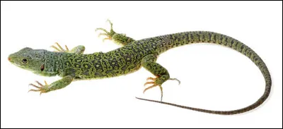 Quel est ce petit reptile saurien tr&egrave;s agile &agrave; quatre pattes et &agrave; longue queue ?