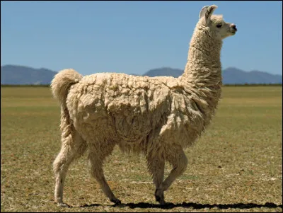 Quel est ce cam&eacute;lid&eacute; d'Am&eacute;rique du Sud, animal domestique qui crache pour se d&eacute;fendre ?