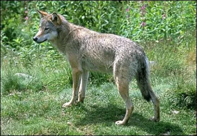 Quel est ce canid&eacute; puissant &agrave; la m&acirc;choire redoutable de 42 dents, &agrave; L'ou&iuml;e fine et &agrave; l'endurance en course exceptionnelle ?