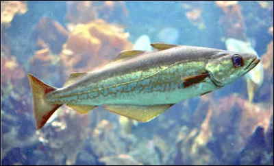 Quel est ce poisson au corps allong&eacute; avec le dos brun-vert et des t&acirc;ches jaunes sur le ventre, c'est un mets d&eacute;licieux pris&eacute; des p&ecirc;cheurs ?