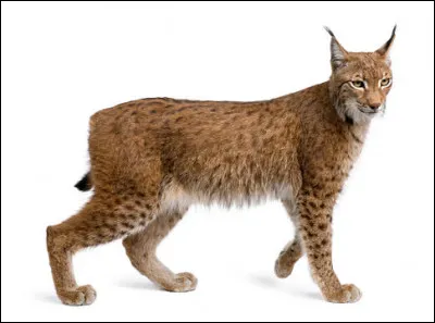 Quel est ce f&eacute;lin aux oreilles triangulaires, &agrave; la queue courte, aux longues pattes, &agrave; la face orn&eacute;e de favoris ?