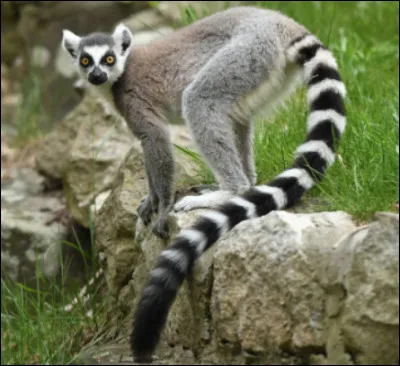 Quel est cet animal de petit gabarit, end&eacute;mique de l'&icirc;le de Madagascar avec une petite t&ecirc;te et une longue queue ?