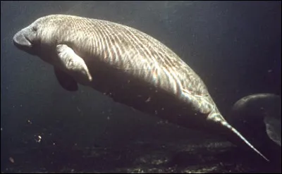 Quel est ce mammif&egrave;re aquatique herbivore au corps fusel&eacute;, vivant dans les lagunes et les embouchures des fleuves ?