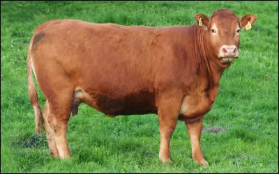Quelle est cette race bovine fran&ccedil;aise, un animal rustique vou&eacute; &agrave; la production de viande ?