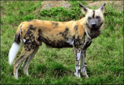 Quel est ce mammif&egrave;re carnivore de la famille des canid&eacute;s, vivant en Afrique dans les steppes et les savanes ?
